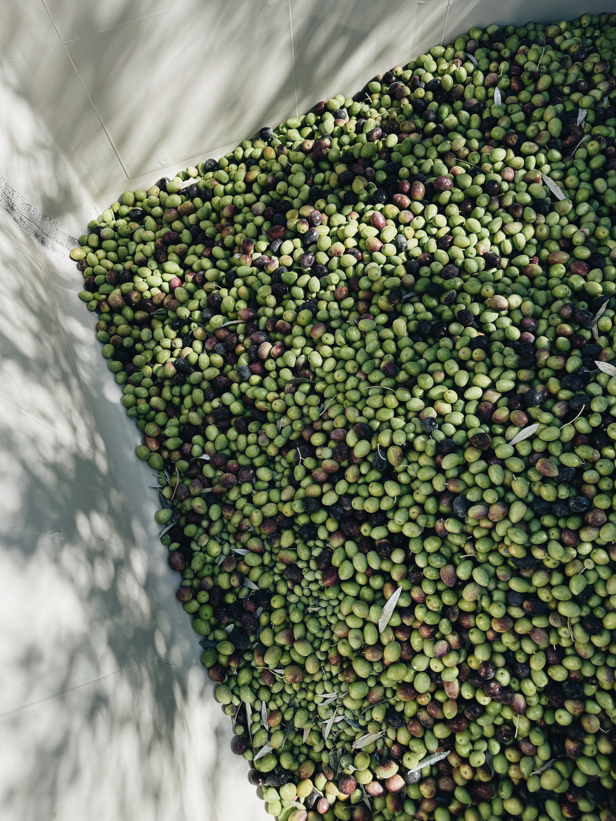 Fresh picked Lonely Palm Ranch olives ready for sorting.